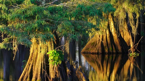 cypress trees